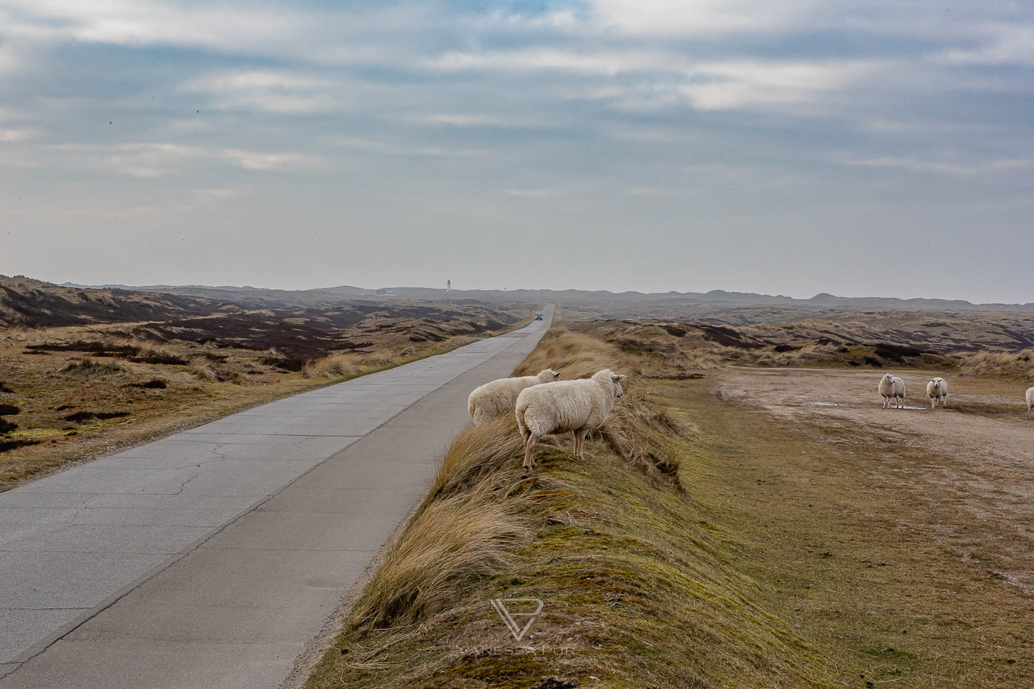 Sylt Sehenswürdigkeiten Top 5 List und Uwe Düne - BMW X6 5.0i Inselrundfahrt - List auf Sylt - Inselrundfahrt Ellbogen - Norden - Reisetipps