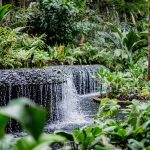 Singapur Sehenswürdigkeiten Top 10 Sehenswürdigkeiten Singapur Botanischer Garten und Orchideen Garten als Park in der Natur. Orchid Garden, Botanic Garden zur Erholung