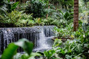 Singapur Sehenswürdigkeiten Top 10 Sehenswürdigkeiten Singapur Botanischer Garten und Orchideen Garten als Park in der Natur. Orchid Garden, Botanic Garden zur Erholung
