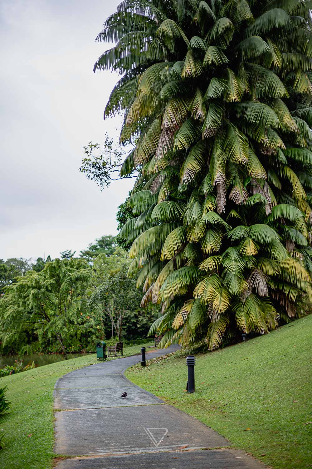 Sightseeing Singapore Botanic Garden - Orchid Garden - Top 10 sightseeing Singapore Botanic Garden and Orchid Garden as a park in nature. Orchid Garden, Botanic Garden for recreation