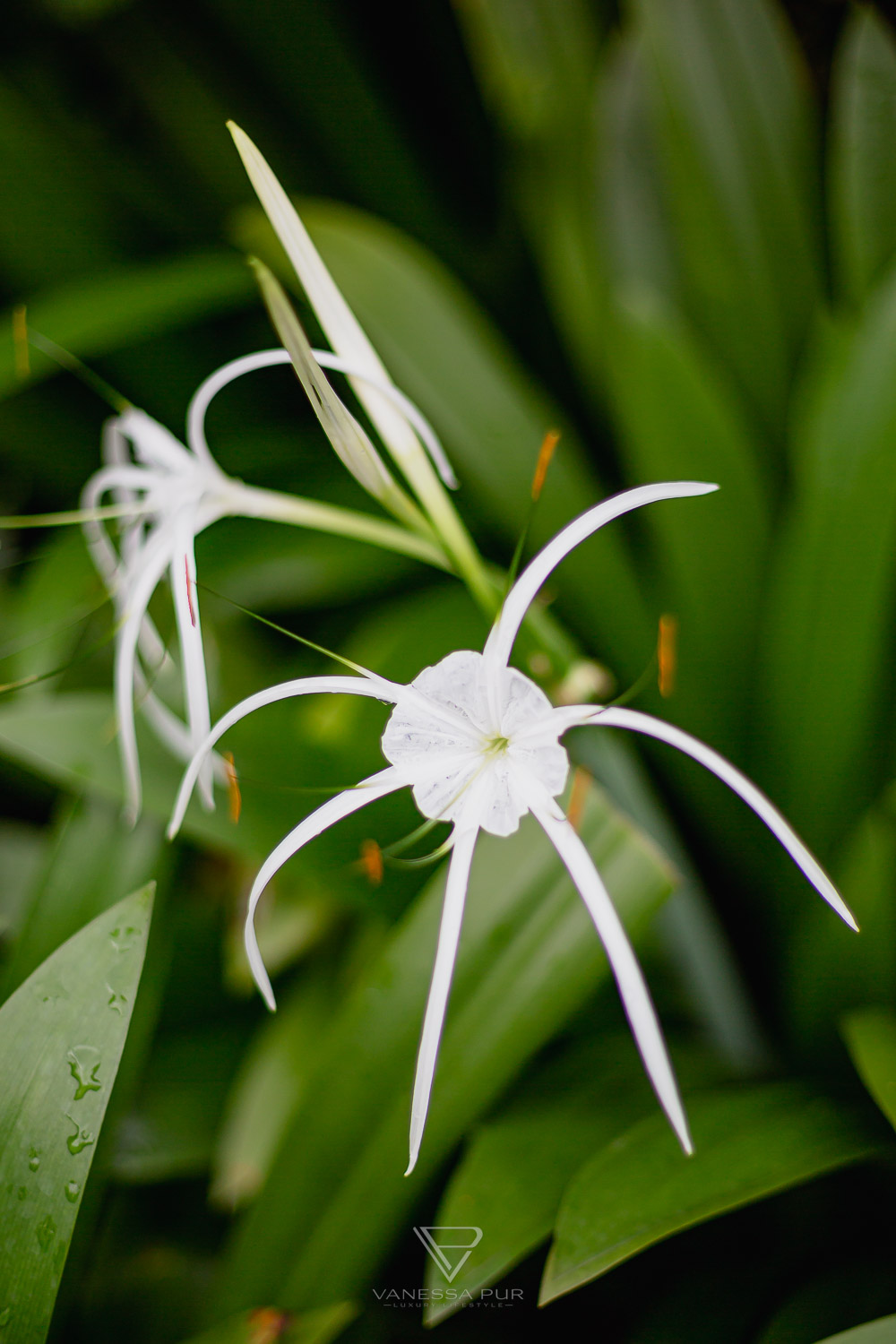 Sightseeing Singapore Botanic Garden - Orchid Garden - Top 10 sightseeing Singapore Botanic Garden and Orchid Garden as a park in nature. Orchid Garden, Botanic Garden for recreation