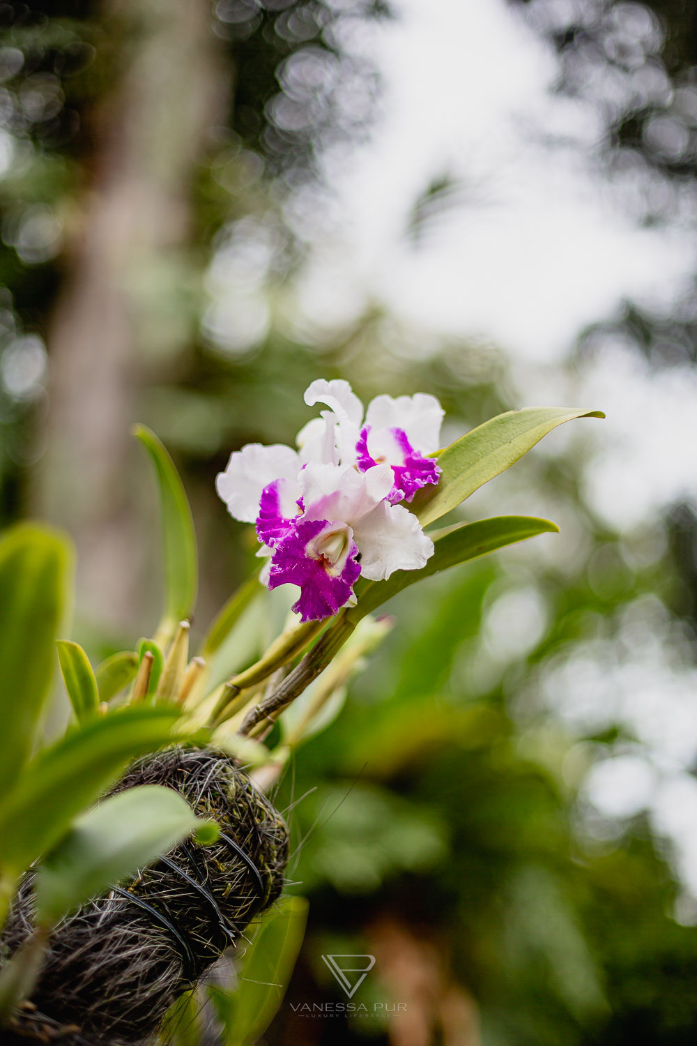 Sightseeing Singapore Botanic Garden - Orchid Garden - Top 10 sightseeing Singapore Botanic Garden and Orchid Garden as a park in nature. Orchid Garden, Botanic Garden for recreation