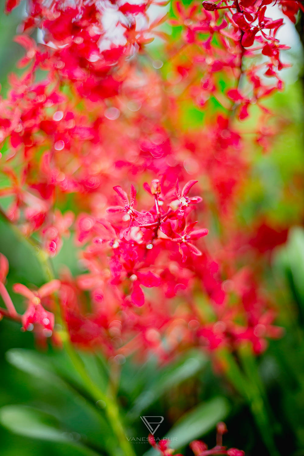 Sightseeing Singapore Botanic Garden - Orchid Garden - Top 10 sightseeing Singapore Botanic Garden and Orchid Garden as a park in nature. Orchid Garden, Botanic Garden for recreation