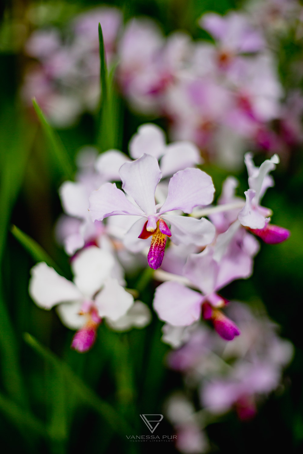 Sightseeing Singapore Botanic Garden - Orchid Garden - Top 10 sightseeing Singapore Botanic Garden and Orchid Garden as a park in nature. Orchid Garden, Botanic Garden for recreation