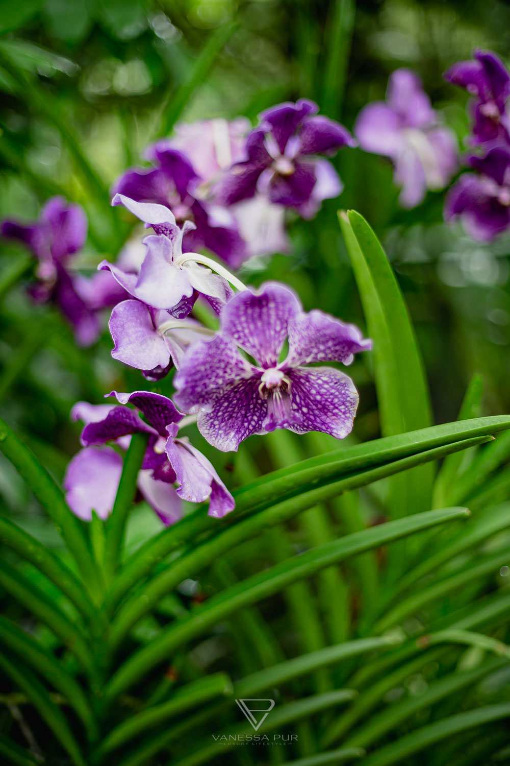 Sightseeing Singapore Botanic Garden - Orchid Garden - Top 10 sightseeing Singapore Botanic Garden and Orchid Garden as a park in nature. Orchid Garden, Botanic Garden for recreation