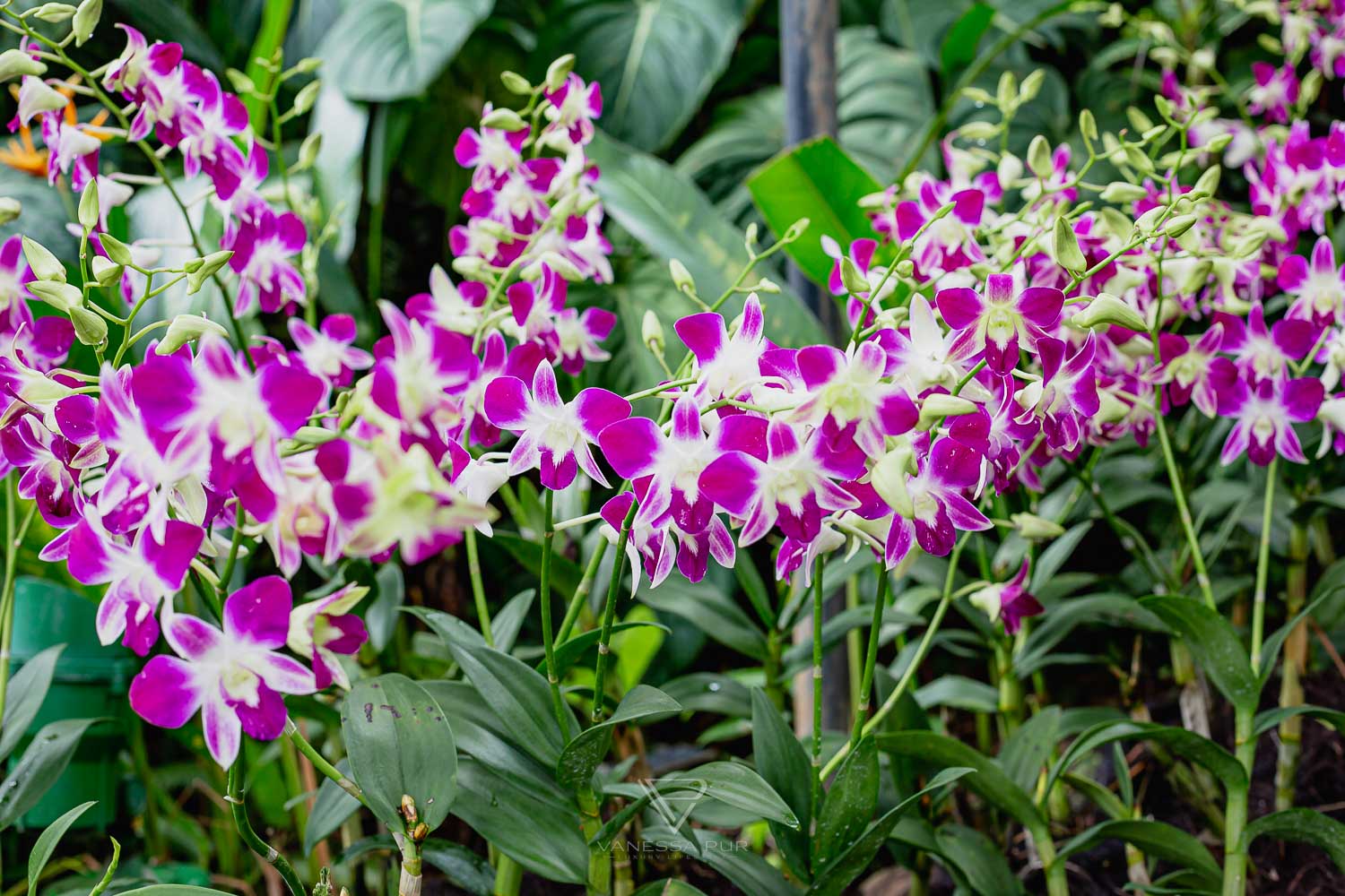 Sightseeing Singapore Botanic Garden - Orchid Garden - Top 10 sightseeing Singapore Botanic Garden and Orchid Garden as a park in nature. Orchid Garden, Botanic Garden for recreation