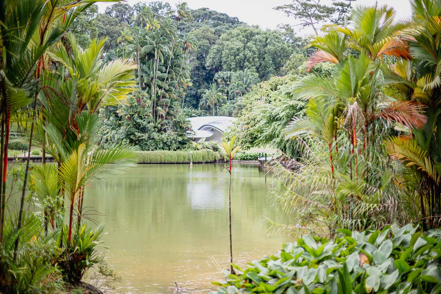 Sightseeing Singapore Botanic Garden - Orchid Garden - Top 10 sightseeing Singapore Botanic Garden and Orchid Garden as a park in nature. Orchid Garden, Botanic Garden for recreation