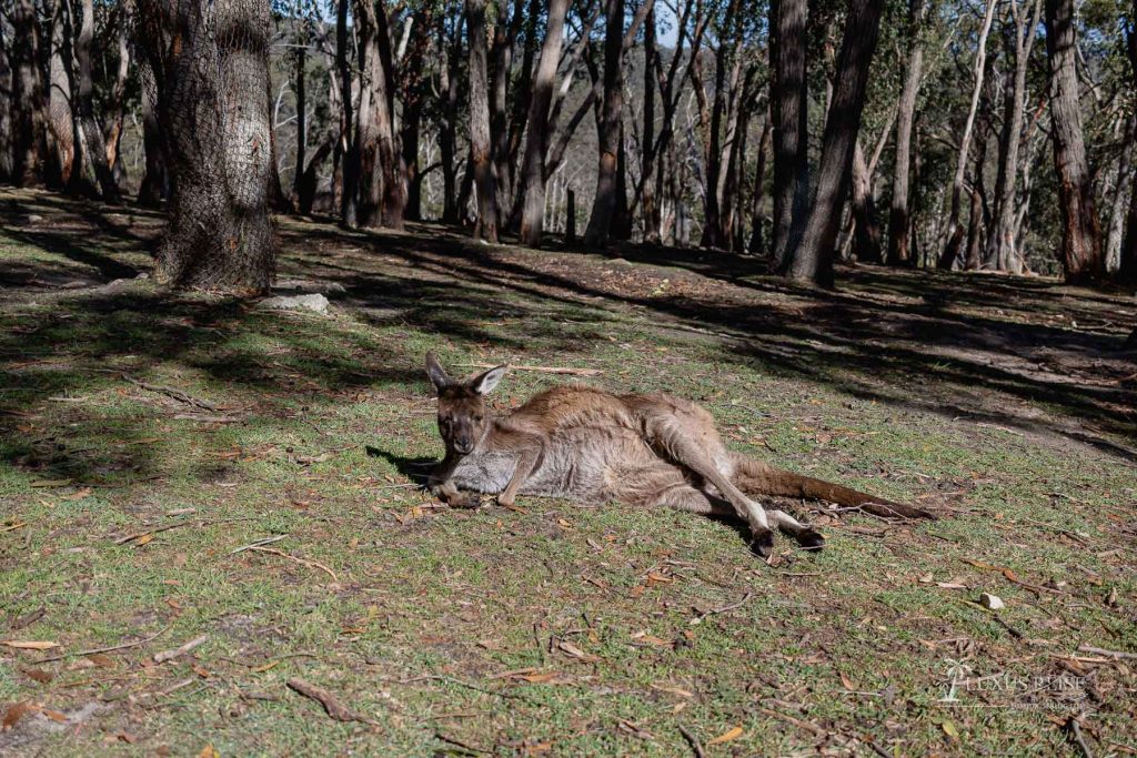 Adelaide Sehenswürdigkeiten Top 10 Reisetipps Australien