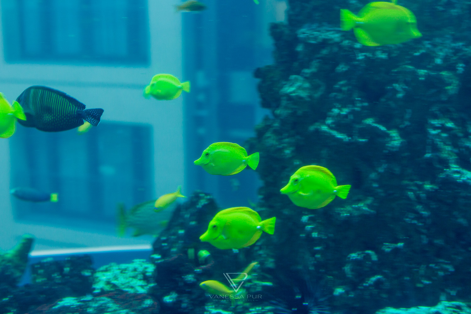 Aquadom Berlin - Huge aquarium with elevator in the hotel - Getting married in aquarium elevator - a special wedding location - 1500 fishes as witnesses of marriage