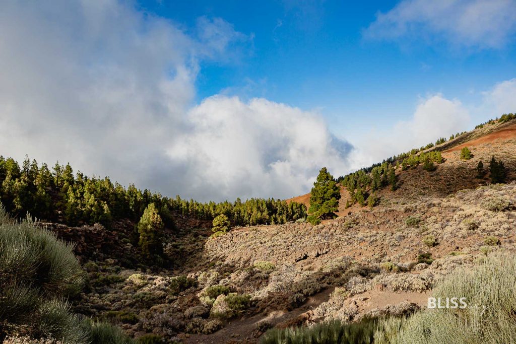 Sehenswürdigkeiten Teneriffa Inselrundfahrt - La Laguna, Weingut, Teide Vulkan - 24 Stunden auf den Kanaren